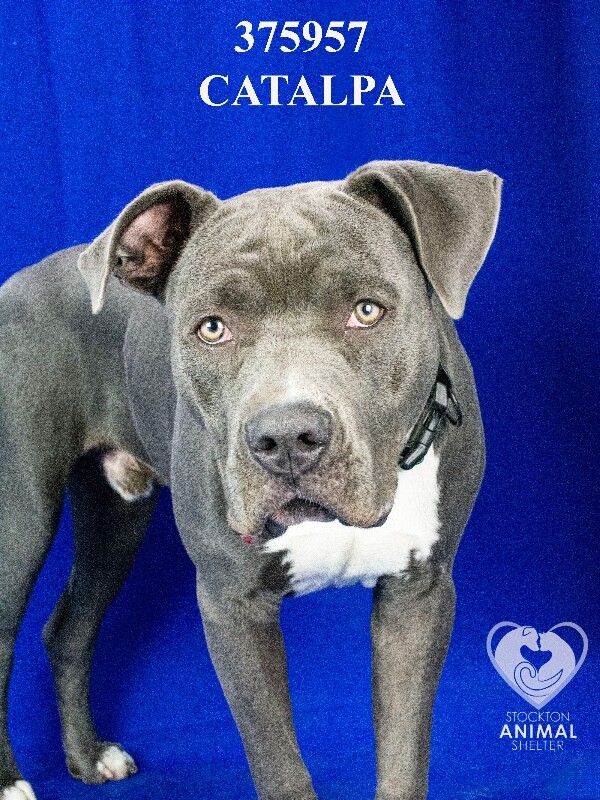 Shelter Stray Male Dog last seen Hammer Ln, Stockton, CA, USA, 1575 S Lincoln St, Stockton, CA 95206, USA