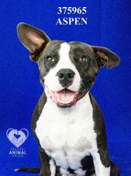 Shelter Stray Male Dog last seen Near W March Ln, Stockton, CA 95219, USA, 1575 S Lincoln St, Stockton, CA 95206, USA