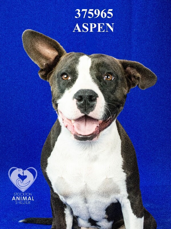 Shelter Stray Male Dog last seen Near W March Ln, Stockton, CA 95219, USA, 1575 S Lincoln St, Stockton, CA 95206, USA