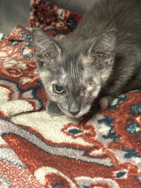 Shelter Stray Female Cat last seen Near Yarmouth Dr, Stockton, CA 95209, USA, 1575 S Lincoln St, Stockton, CA 95206, USA