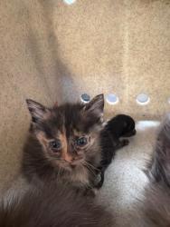 Shelter Stray  Cat last seen Near Redwood Ave, Stockton, CA 95205, USA, 1575 S Lincoln St, Stockton, CA 95206, USA