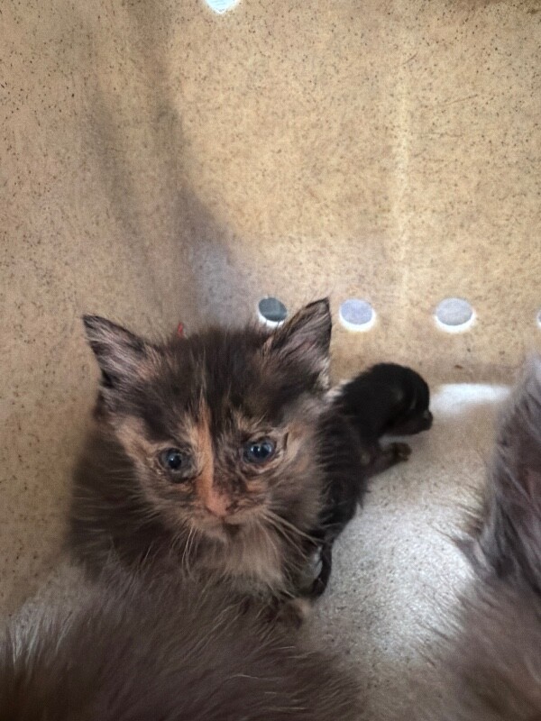 Shelter Stray  Cat last seen Near Redwood Ave, Stockton, CA 95205, USA, 1575 S Lincoln St, Stockton, CA 95206, USA