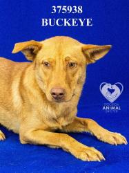 Shelter Stray Male Dog last seen Near S Airport Way, Manteca, CA 95336, USA, 1575 S Lincoln St, Stockton, CA 95206, USA