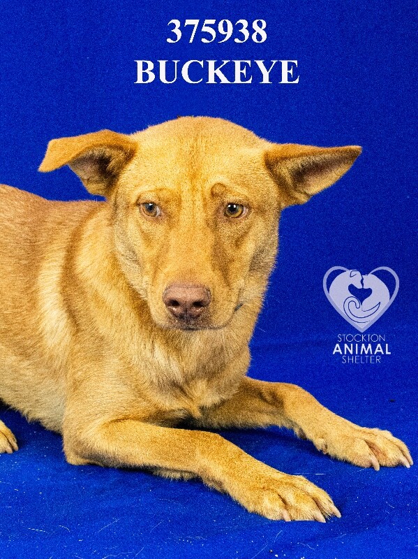 Shelter Stray Male Dog last seen Near S Airport Way, Manteca, CA 95336, USA, 1575 S Lincoln St, Stockton, CA 95206, USA