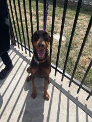 Shelter Stray Female Dog last seen Near S Airport Way, Stockton, CA 95206, USA, 1575 S Lincoln St, Stockton, CA 95206, USA