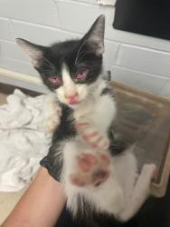 Shelter Stray Male Cat last seen Near N Hwy 99 Bike Path, Stockton, CA 95212, USA, 1575 S Lincoln St, Stockton, CA 95206, USA
