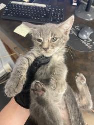 Shelter Stray Female Cat last seen Near Buena Vista Ave, Stockton, CA 95203, USA, 1575 S Lincoln St, Stockton, CA 95206, USA