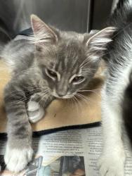 Shelter Stray Male Cat last seen Near Scribner St, Stockton, CA 95206, USA, 1575 S Lincoln St, Stockton, CA 95206, USA
