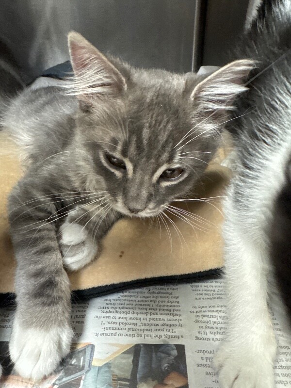 Shelter Stray Male Cat last seen Near Scribner St, Stockton, CA 95206, USA, 1575 S Lincoln St, Stockton, CA 95206, USA