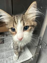 Shelter Stray Male Cat last seen Near Scribner St, Stockton, CA 95206, USA, 1575 S Lincoln St, Stockton, CA 95206, USA