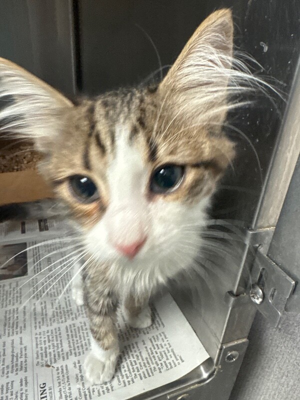 Shelter Stray Male Cat last seen Near Scribner St, Stockton, CA 95206, USA, 1575 S Lincoln St, Stockton, CA 95206, USA