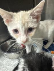Shelter Stray Female Cat last seen Near Scribner St, Stockton, CA 95206, USA, 1575 S Lincoln St, Stockton, CA 95206, USA