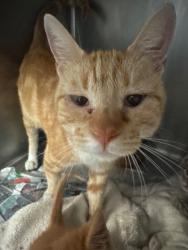 Shelter Stray Female Cat last seen Near River Dr, Stockton, CA 95204, USA, 1575 S Lincoln St, Stockton, CA 95206, USA