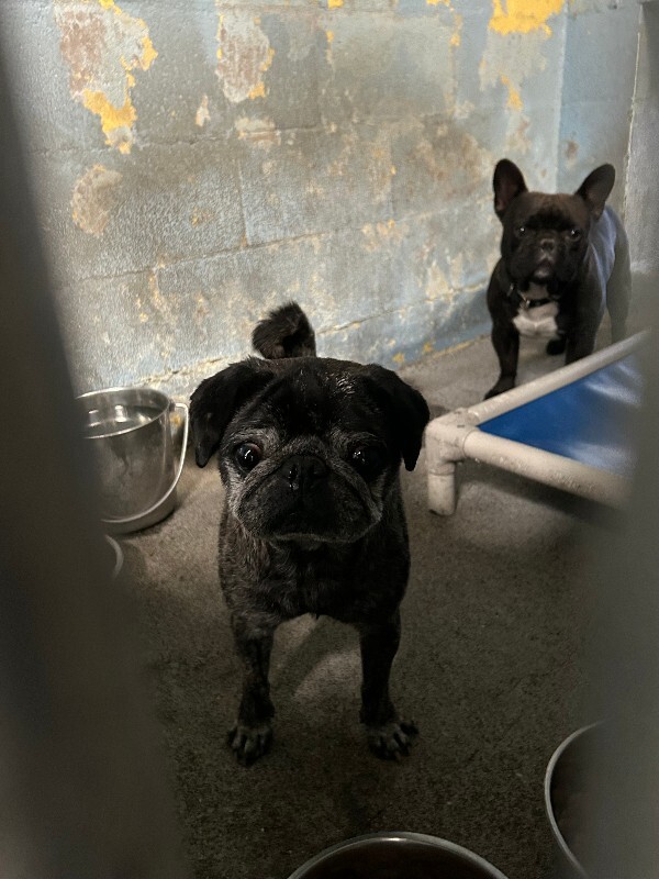 Shelter Stray Male Dog last seen Near S D St, Stockton, CA 95206, USA, 1575 S Lincoln St, Stockton, CA 95206, USA