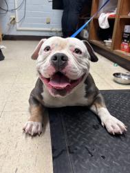 Shelter Stray  Dog last seen Near Davis Rd, Stockton, CA 95209, USA, 1575 S Lincoln St, Stockton, CA 95206, USA
