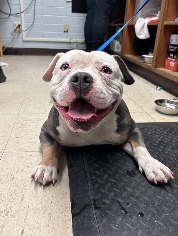 Shelter Stray  Dog last seen Near Davis Rd, Stockton, CA 95209, USA, 1575 S Lincoln St, Stockton, CA 95206, USA