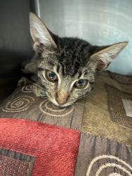 Shelter Stray Male Cat last seen , 1575 S Lincoln St, Stockton, CA 95206, USA