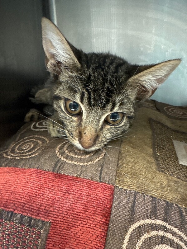 Shelter Stray Male Cat last seen , 1575 S Lincoln St, Stockton, CA 95206, USA