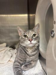 Shelter Stray Female Cat last seen Near Brookview Dr, Stockton, CA 95219, USA, 1575 S Lincoln St, Stockton, CA 95206, USA