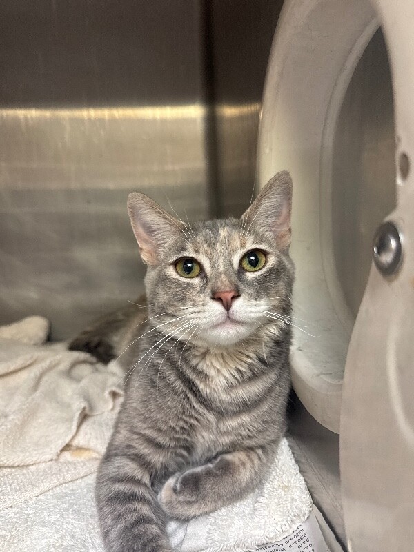 Shelter Stray Female Cat last seen Near Brookview Dr, Stockton, CA 95219, USA, 1575 S Lincoln St, Stockton, CA 95206, USA