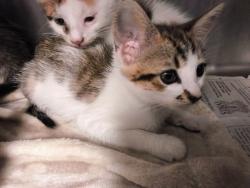 Shelter Stray Female Cat last seen Near N Airport Way, Stockton, CA 95205, USA, 1575 S Lincoln St, Stockton, CA 95206, USA
