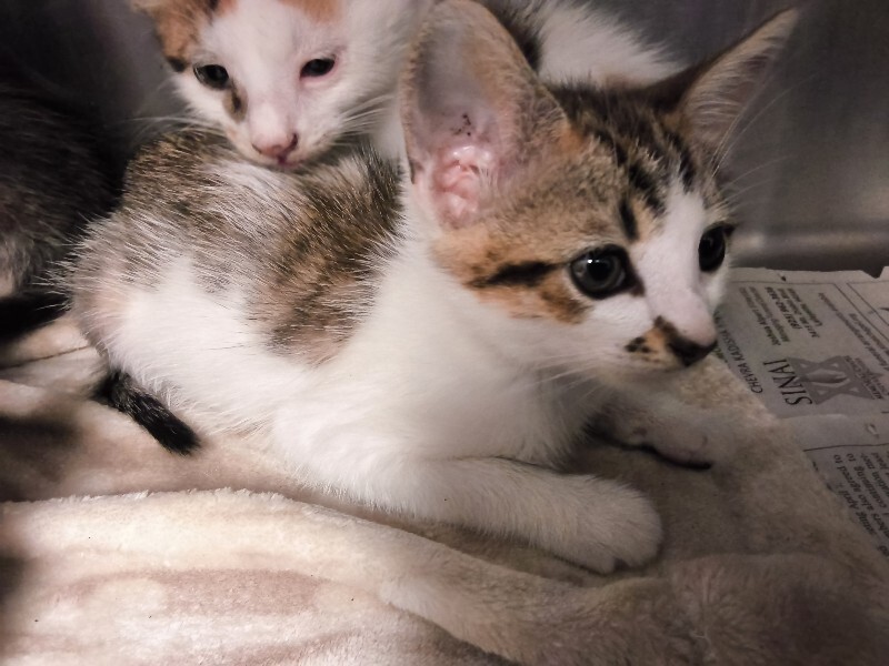 Shelter Stray Female Cat last seen Near N Airport Way, Stockton, CA 95205, USA, 1575 S Lincoln St, Stockton, CA 95206, USA