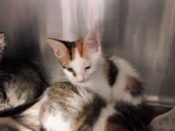 Shelter Stray Female Cat last seen Near N Airport Way, Stockton, CA 95205, USA, 1575 S Lincoln St, Stockton, CA 95206, USA