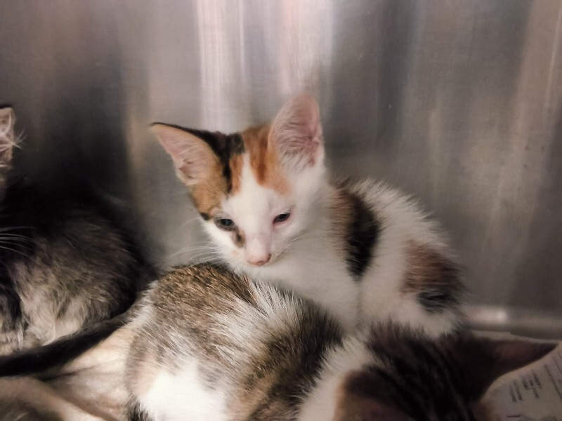 Shelter Stray Female Cat last seen Near N Airport Way, Stockton, CA 95205, USA, 1575 S Lincoln St, Stockton, CA 95206, USA