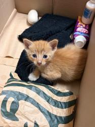 Shelter Stray Male Cat last seen Near Pacific Ave, Stockton, CA 95207, USA, 1575 S Lincoln St, Stockton, CA 95206, USA