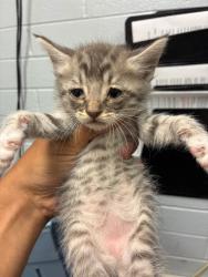 Shelter Stray Male Cat last seen Near Cumberland Pl, Stockton, CA 95219, USA, 1575 S Lincoln St, Stockton, CA 95206, USA