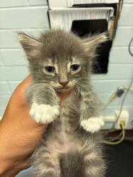 Shelter Stray Male Cat last seen Near Cumberland Pl, Stockton, CA 95219, USA, 1575 S Lincoln St, Stockton, CA 95206, USA