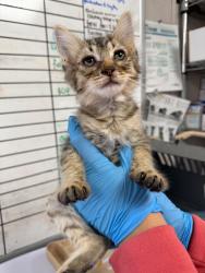 Shelter Stray Female Cat last seen Near Barbados Ct, Stockton, CA 95210, USA, 1575 S Lincoln St, Stockton, CA 95206, USA