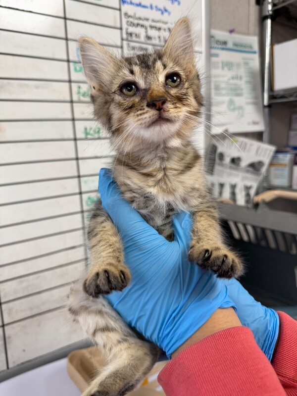 Shelter Stray Female Cat last seen Near Barbados Ct, Stockton, CA 95210, USA, 1575 S Lincoln St, Stockton, CA 95206, USA