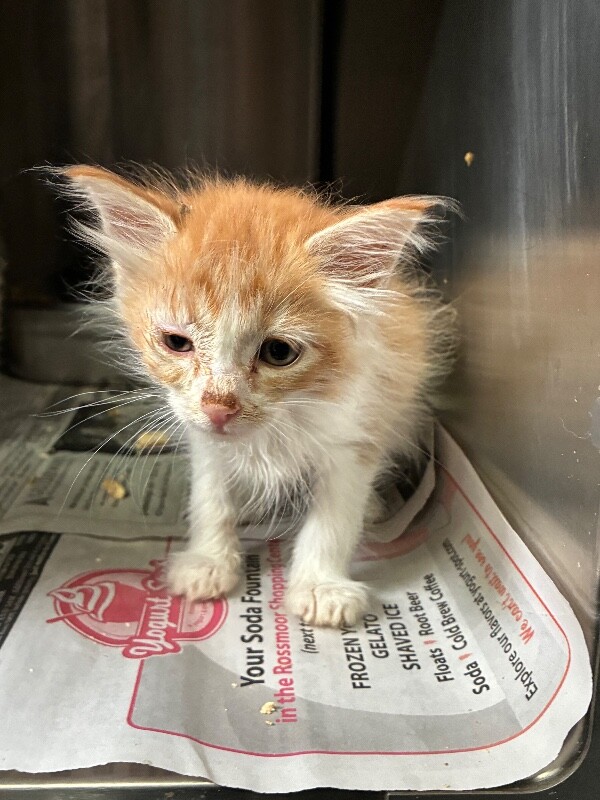 Shelter Stray Female Cat last seen Near Pacific Ave, Stockton, CA 95207, USA, 1575 S Lincoln St, Stockton, CA 95206, USA