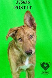 Shelter Stray Male Dog last seen Near Benedino Cir, Stockton, CA 95206, USA, 1575 S Lincoln St, Stockton, CA 95206, USA
