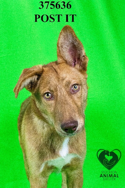 Shelter Stray Male Dog last seen Near Benedino Cir, Stockton, CA 95206, USA, 1575 S Lincoln St, Stockton, CA 95206, USA