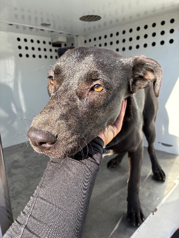 Shelter Stray Female Dog last seen Near McCuen Ave, Stockton, CA 95206, USA, 1575 S Lincoln St, Stockton, CA 95206, USA