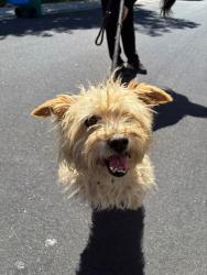 Shelter Stray Male Dog last seen Near Jeremy Way, Stockton, CA 95212, USA, 1575 S Lincoln St, Stockton, CA 95206, USA