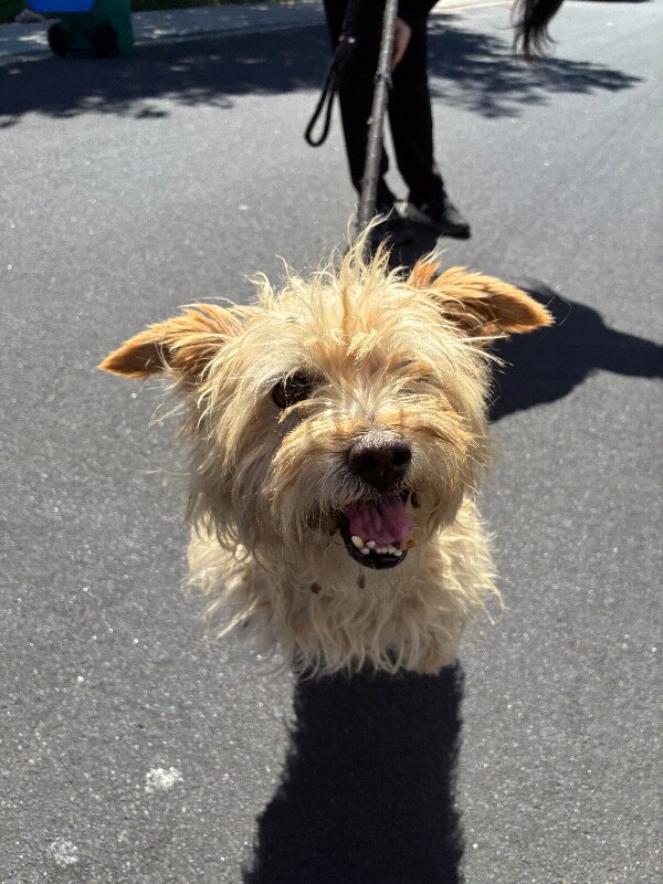 Shelter Stray Male Dog last seen Near Jeremy Way, Stockton, CA 95212, USA, 1575 S Lincoln St, Stockton, CA 95206, USA