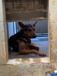 Shelter Stray Male Dog last seen Near Hansen Rd, Tracy, CA 95304, USA, 1575 S Lincoln St, Stockton, CA 95206, USA