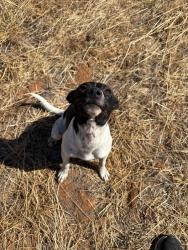 Shelter Stray Female Dog last seen Lincoln Center, Stockton, CA 95207, USA, 1575 S Lincoln St, Stockton, CA 95206, USA