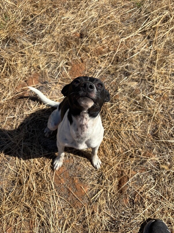 Shelter Stray Female Dog last seen Lincoln Center, Stockton, CA 95207, USA, 1575 S Lincoln St, Stockton, CA 95206, USA