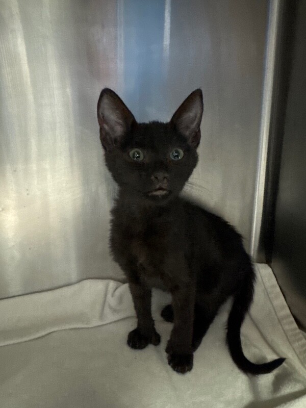 Shelter Stray Male Cat last seen Near N Lincoln St, Stockton, CA 95203, USA, 1575 S Lincoln St, Stockton, CA 95206, USA