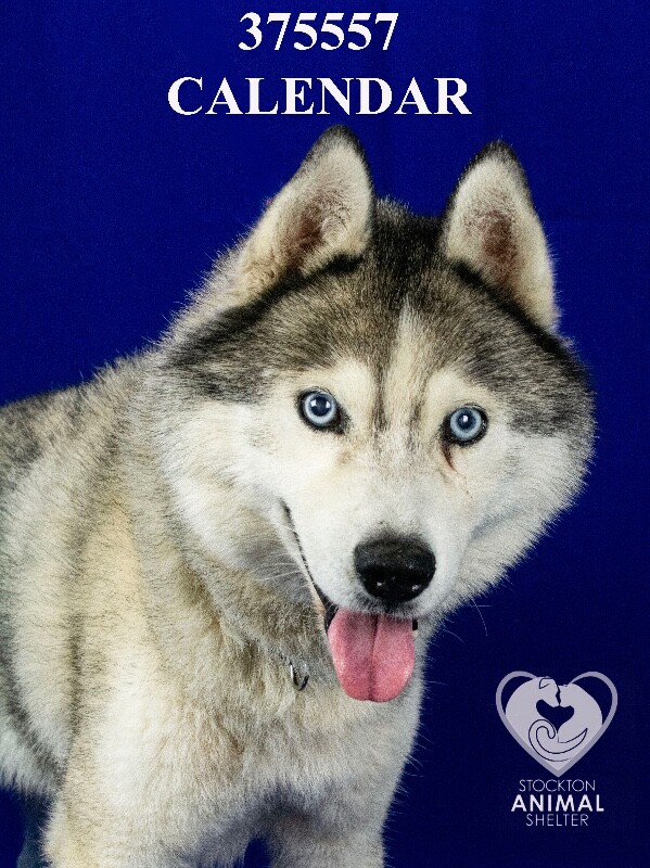 Shelter Stray Male Dog last seen Near Windflower Ln, Stockton, CA 95212, USA, 1575 S Lincoln St, Stockton, CA 95206, USA