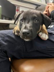 Shelter Stray Female Dog last seen Near Houston Ave, Stockton, CA 95206, USA, 1575 S Lincoln St, Stockton, CA 95206, USA
