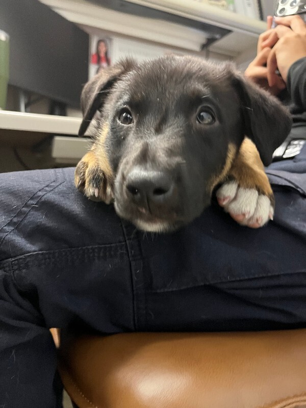 Shelter Stray Female Dog last seen Near Houston Ave, Stockton, CA 95206, USA, 1575 S Lincoln St, Stockton, CA 95206, USA