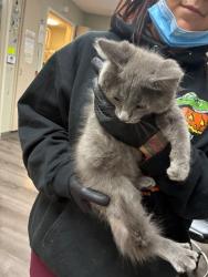 Shelter Stray Male Cat last seen Near Comstock Dr, Stockton, CA 95209, USA, 1575 S Lincoln St, Stockton, CA 95206, USA