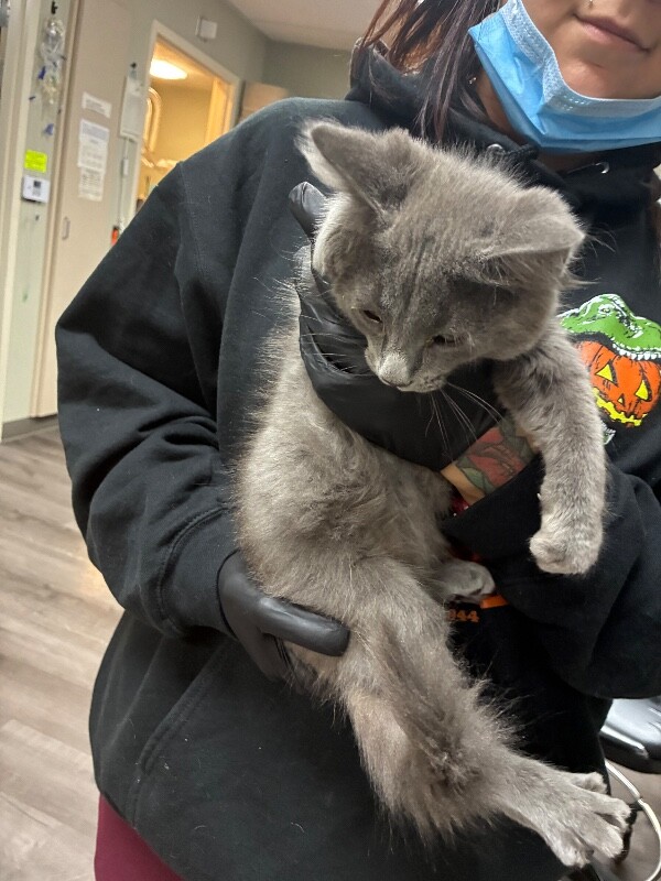 Shelter Stray Male Cat last seen Near Comstock Dr, Stockton, CA 95209, USA, 1575 S Lincoln St, Stockton, CA 95206, USA