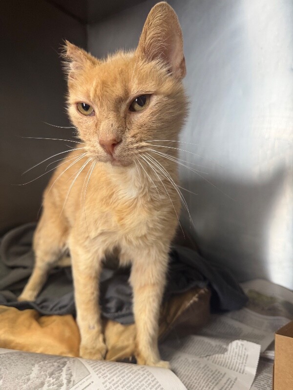 Shelter Stray Male Cat last seen Near Passero Way, Stockton, CA 95207, USA, 1575 S Lincoln St, Stockton, CA 95206, USA