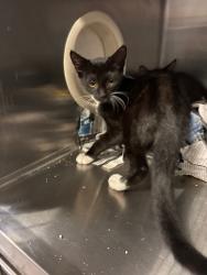 Shelter Stray Female Cat last seen , 1575 S Lincoln St, Stockton, CA 95206, USA